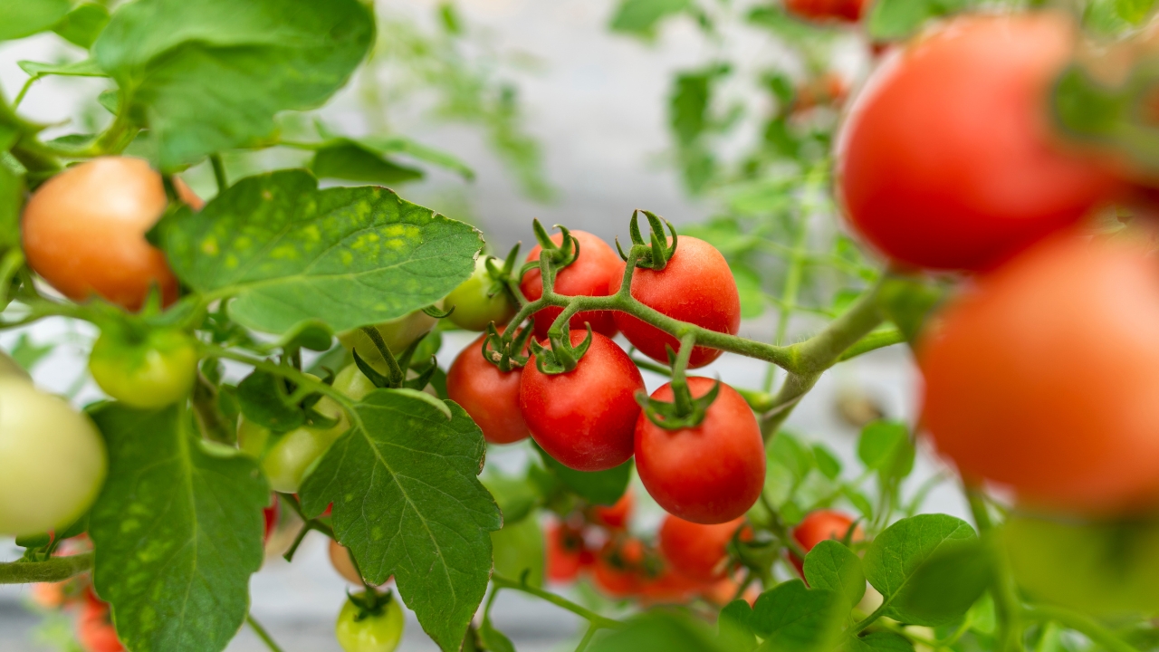Zreli i nezreli cherry paradajz na biljci u dvorištu, okruženi zelenim listovima