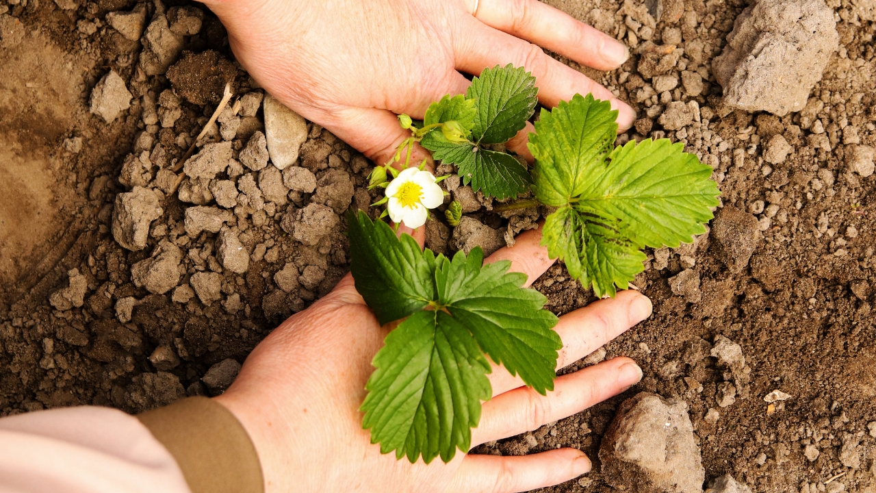 Osoba sadi mladu biljku jagode u rastresitu zemlju, uz vidljiv cvet i zdrave listove